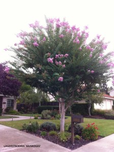 Lagerstroemia indica x fauriei 'Muskogee' - standard 1